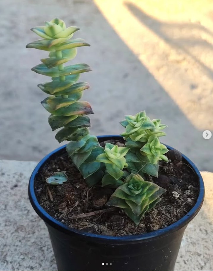 Crassula perforata variegada