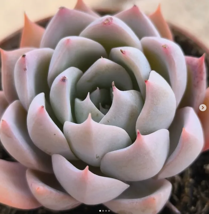 Echeveria Blue Bird híbrida