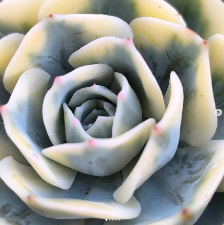 Echeveria Compton Carousel variegada