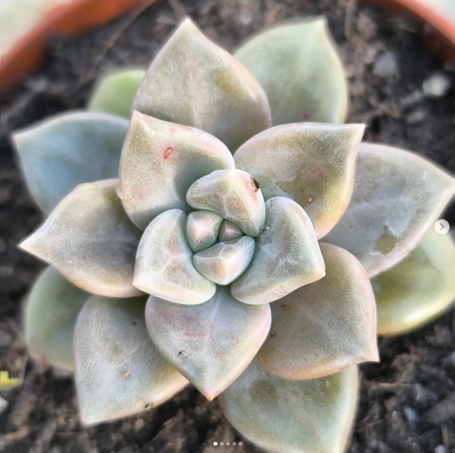 Graptoveria Grathonir